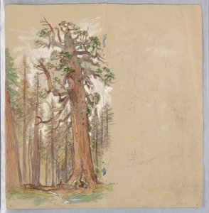 Tölgy és örökzöld alkotó: Samuel Colman
