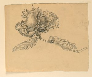 Tanulmány illusztrációhoz: Mogyoró alkotó: Samuel Colman