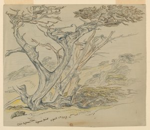 Régi ciprusfák tanulmányozása, Cypress Point alkotó: Samuel Colman
