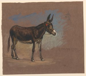 Egy öszvér tanulmányozása alkotó: Samuel Colman