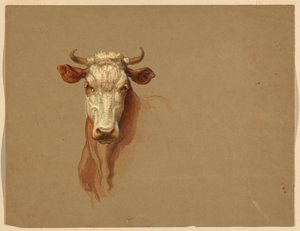 Két szarvasmarha-tanulmány alkotó: Samuel Colman