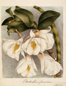 Dendrobium Formosum, 1839 körül (akvarell) alkotó: Samuel Holden