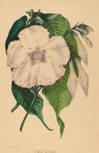 Fényesen ragyogsz alkotó: Samuel Holden