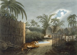 Egy tigris egy falun keresztül (marha rémülten), Thomas Williamson „Oriental Field Sports” című művéből, 1808