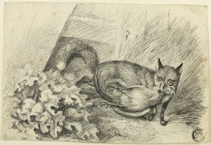 Fox ellop egy kakast