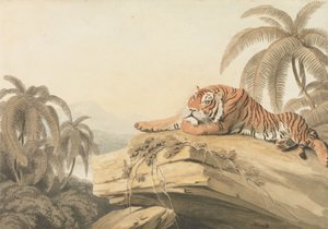 Pihenő tigris: az „Oriental Field Sports” előképe alkotó: Samuel Howitt