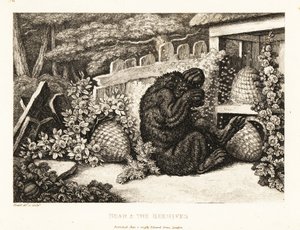 Egy barna medve megtámadta a méhek hada. 1811 (rézkarc) alkotó: Samuel Howitt