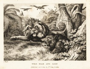 Oroszlán és vaddisznó harcol, miközben keselyűk köröznek fent. 1811 (rézkarc)