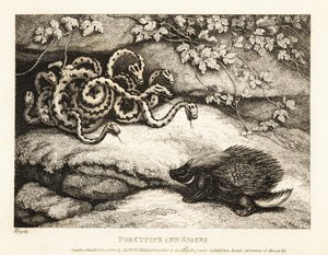Egy sertéshús éles tollai kiűznek egy kígyófészket egy 1811-es barlangból (rézkarc)