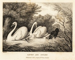 A holló megpróbál mosdatni, hogy jobban hasonlítson a fehér hattyúkra. 1811 (rézkarc) alkotó: Samuel Howitt