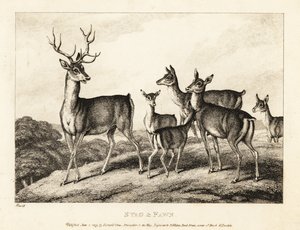 Egy szarvas szarvas és őzikék. Szarvas és őz. 1811 (rézkarc) alkotó: Samuel Howitt