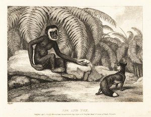 Egy farkatlan majom kér egy rókától a farkát. Majom és róka. 1811 (rézkarc)