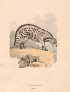 Afrikai Civet