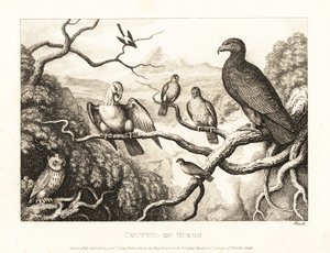 Egy sas egy fán álló madarak udvarán elnököl. 1811 (rézkarc) alkotó: Samuel Howitt