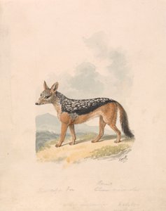 Fekete hátú sakál alkotó: Samuel Howitt