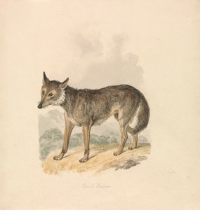 Canis Lupus, vagy Szürke Farkas alkotó: Samuel Howitt