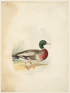 Kacsa - Anas boschas (recto), 1813-22 körül (grafit, toll és barna tinta és akvarell, grafit szőtt papíron) alkotó: Samuel Howitt