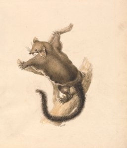 Repülő mókus alkotó: Samuel Howitt