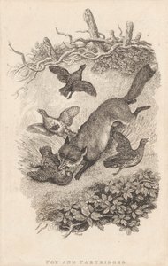 Róka és Partridges alkotó: Samuel Howitt