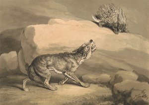 Róka és a sündisznó (disznó) alkotó: Samuel Howitt