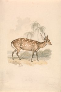 Pettyes ruza alkotó: Samuel Howitt