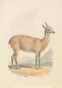 Láma alkotó: Samuel Howitt