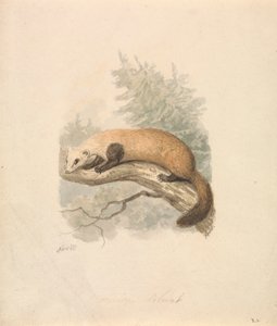 Görény alkotó: Samuel Howitt