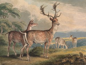 Stag, Doe és Fawns alkotó: Samuel Howitt