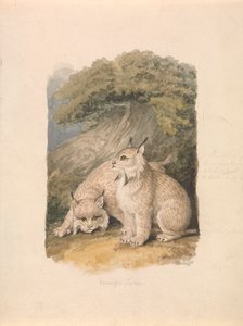 A kanadai hiúz az életből alkotó: Samuel Howitt
