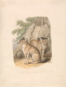 Két husky alkotó: Samuel Howitt
