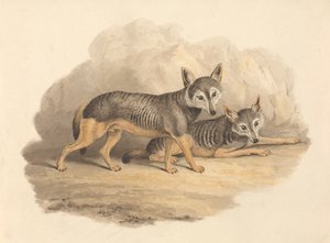 Két hiéna alkotó: Samuel Howitt