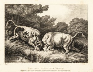 Két bika zárja szarvát egy békákkal teli tó közelében. 1811 (rézkarc) alkotó: Samuel Howitt