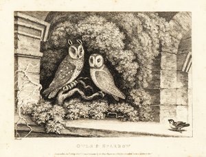 Két bagoly és egy veréb. 1811 (rézkarc) alkotó: Samuel Howitt