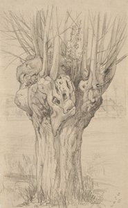 Göcsörtös fa, 1884 (grafit, fényezett papíron)