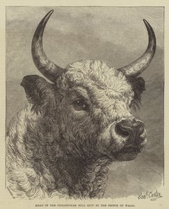 A walesi herceg által lelőtt Chillingham Bull feje