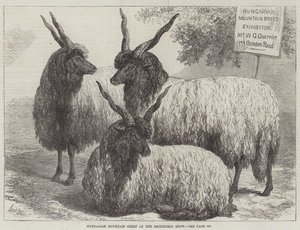 Magyar hegyi juhok a Smithfield kiállításon