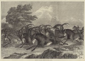 Sable antilop vadászat Dél-Afrikában