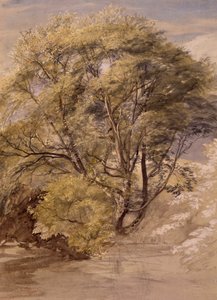 Study of a Willow Tree, c.1850 (watercolor on paper) alkotó: Samuel Palmer