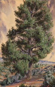 Fenyőfa, n.d. alkotó: Sandow