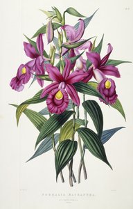 Sobralia Macrantha, 1837-43 körül