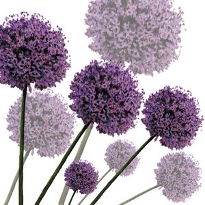 Allium Fernandez, 2004 (digitális) alkotó: Sarah Hough