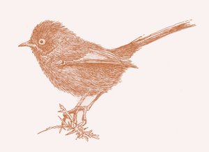 Dartford Warbler, 2017