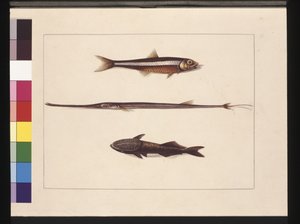 13. oldal Catherine, Dohány, Pipe Fish, Remora Fish. Jelenleg szardella, fuvolaszáj és szívóhal néven ismert, 1789-90 körül (akvarell)