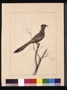 17. oldal. Csípős gyurgyalag. Jelenleg Red Wattle néven ismert madár, 1789-90 körül (akvarell) alkotó: Sarah Stone