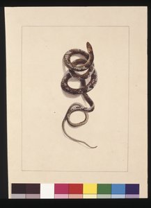 20. oldal Kígyó 1. sz. Jelenleg barna kígyóként ismert, 1789-90 körül (akvarell)