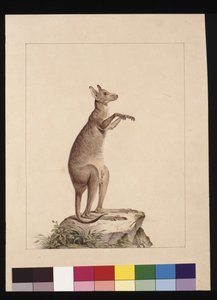 22. oldal Egy kenguru. Ma kenguruként ismert. Valószínűleg Charles Catton Junr, 1789-90 körül (akvarell)