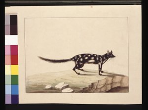 28. oldal Táblázat táblázat. Jelenleg Dasyurus quoll néven ismert. Úgy tűnik, hogy egy Charles Catton Junr Sarah Stone másolata. lemez, 1789-90 körül (akvarell) alkotó: Sarah Stone