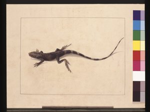 31. oldal: Lázasgyík. Jelenleg Fasárkányként ismert, 1789-90 körül (akvarell)