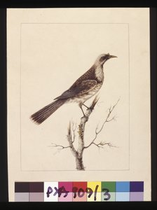 3. oldal Gomb, elülső méhfaló: Jelzett l.c. Sarah Smith. Jelenleg barát madárként ismert, 1789-90 körül (akvarell) alkotó: Sarah Stone