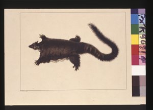 4. oldal Hepoona Roo: Aláírva l.l. külső keretvonal S. Smith. Jelenleg Greater vitorlázó posszumként ismert, 1789-90 körül (akvarell) alkotó: Sarah Stone